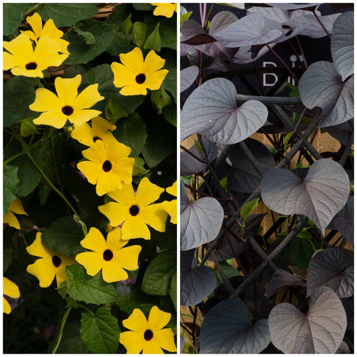 Ipomea & Thunbergia Collection 6 x 6cm - Dispatches from 27th May - Plants2Gardens