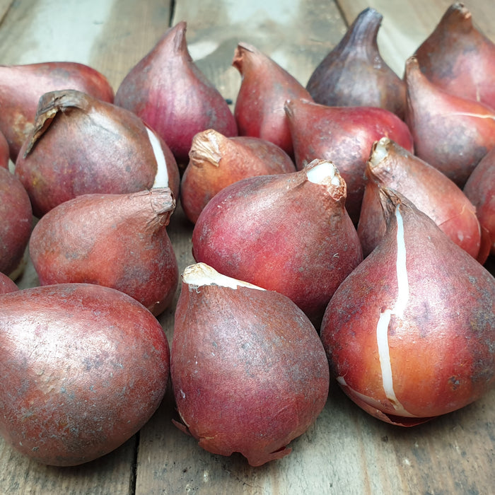 Tulip Gudoshnik Double x30 Bulbs - Plants2Gardens