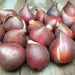 Tulip Gudoshnik Double x30 Bulbs - Plants2Gardens