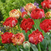 Tulip Gudoshnik Double x30 Bulbs - Plants2Gardens