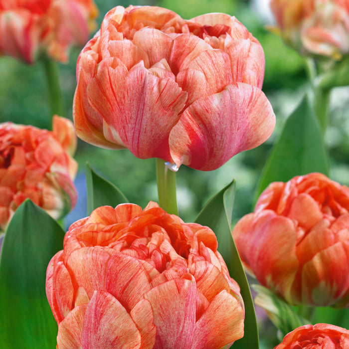 Tulip Gudoshnik Double x30 Bulbs - Plants2Gardens