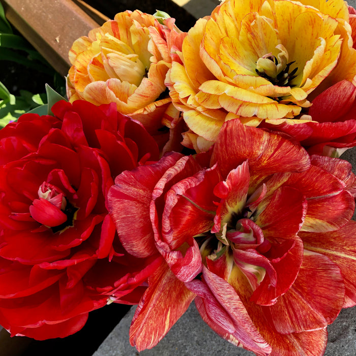 Tulip Gudoshnik 20 Bulbs - Plants2Gardens