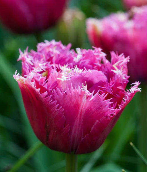Tulip Mascotte - Plants2Gardens