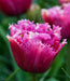 Tulip Mascotte - Plants2Gardens