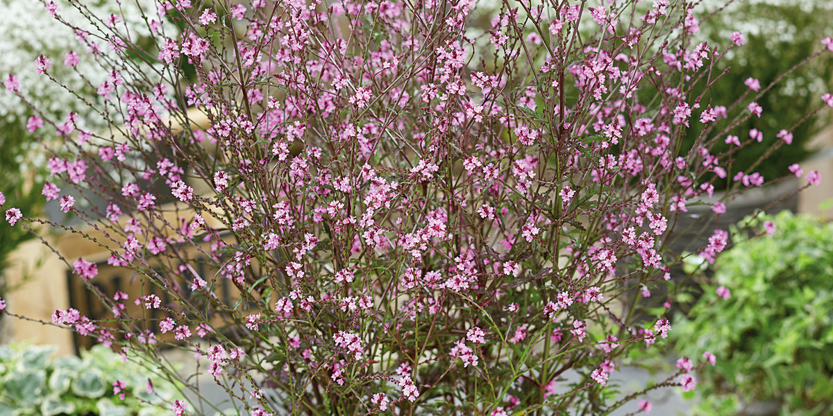 Buy Verbena Bampton Online For Only £20 — Plants2Gardens