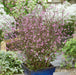 Verbena Bampton - Plants2Gardens