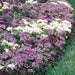 Verbena Quartz Waterfall Mix 20 Plant Pack - Despatch From WC 6th June - Plants2Gardens