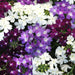 Verbena Quartz Waterfall Mix 20 Plant Pack - Despatch From WC 6th June - Plants2Gardens