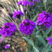 Verbena Santos Purple 6 x 6 cm Plants - Dispatches from 15th April - Plants2Gardens