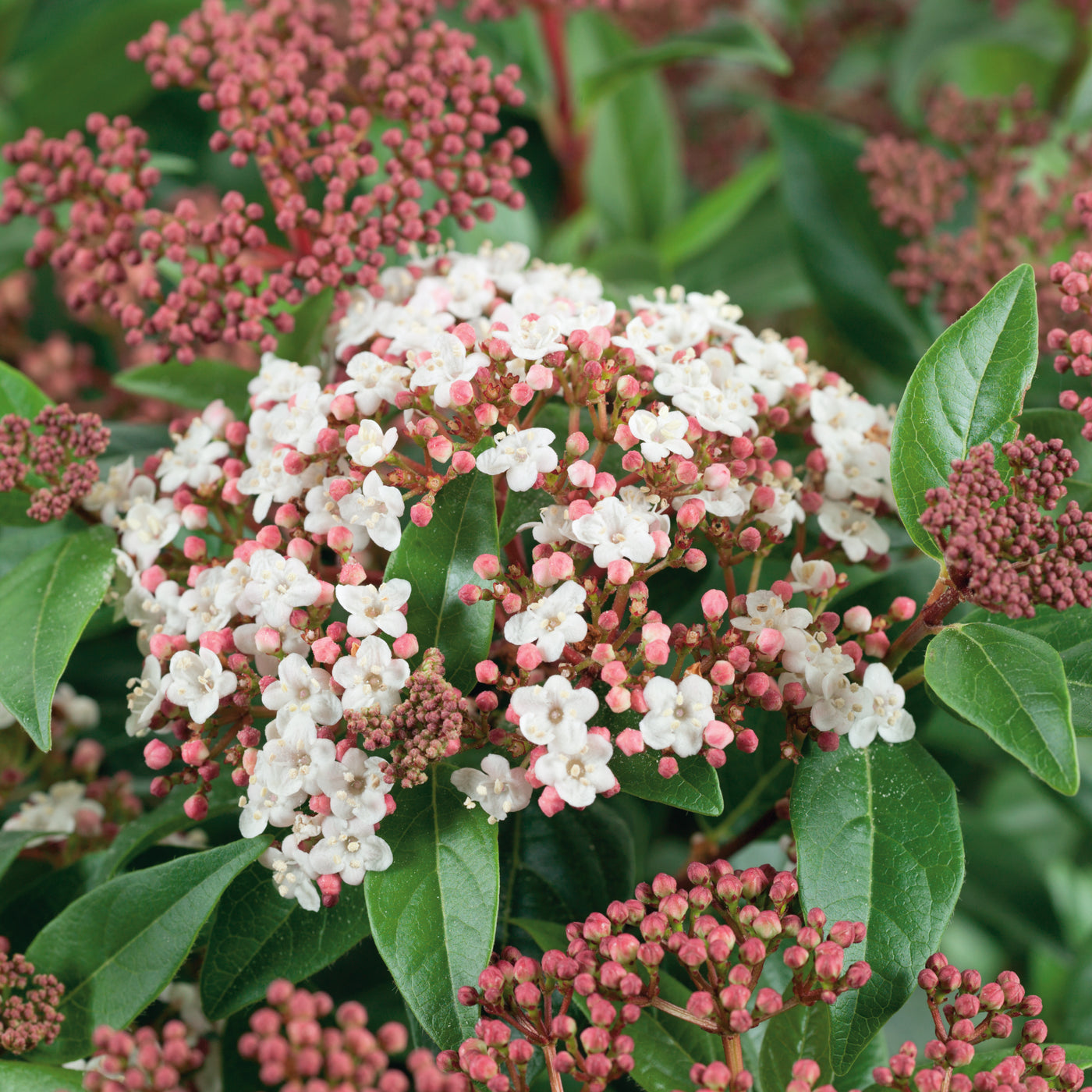 Viburnum Tinus Patio Standard (9 Litre) £50.00 by Plants2Gardens