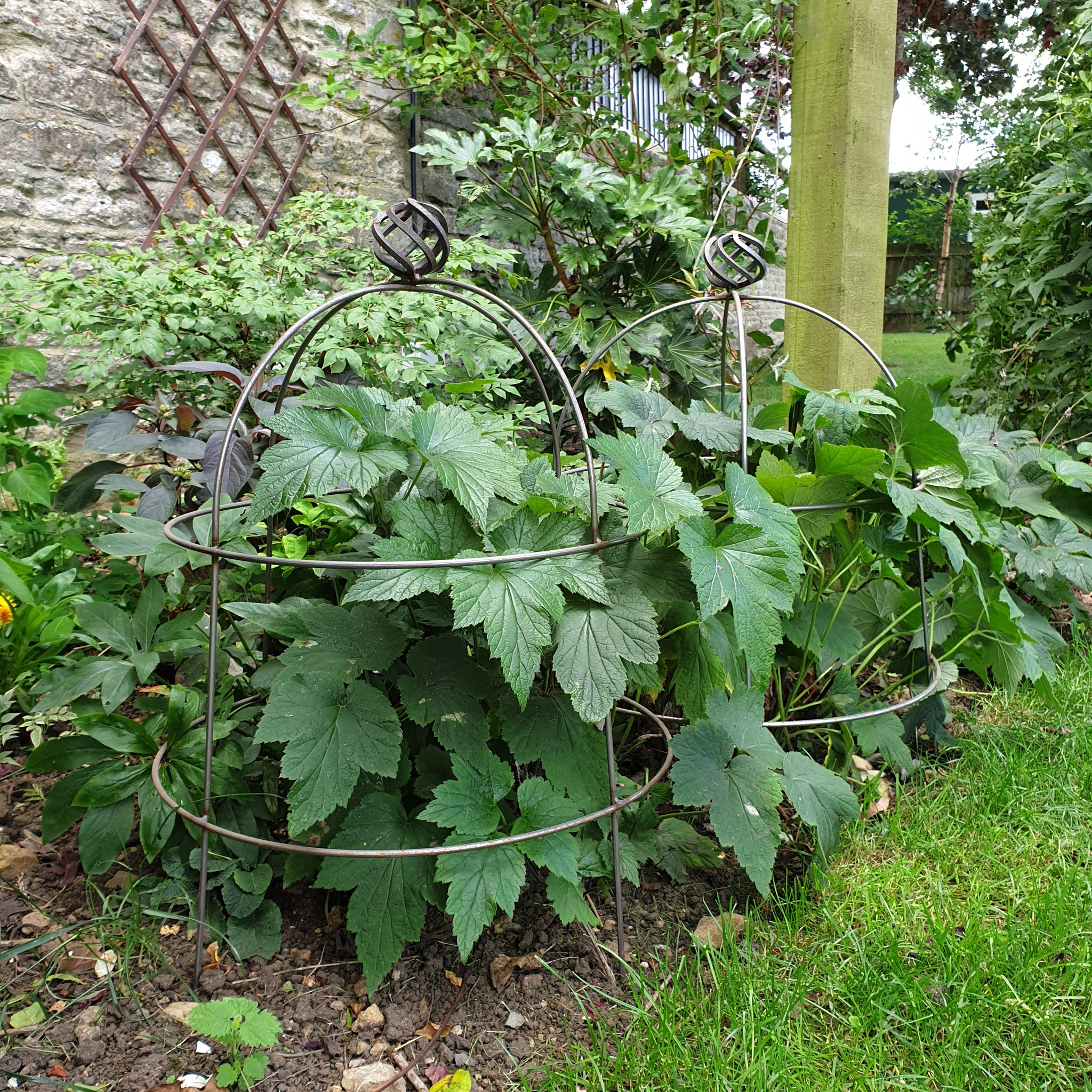Plant Supports — Plants2Gardens