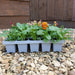 Viola Mixed Colour 20 Plant Pack - Plants2Gardens