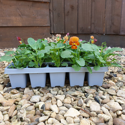 Pansy Mixed Colour 20 Plant Pack - Plants2Gardens