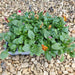 Pansy Mixed Colour 20 Plant Pack - Plants2Gardens