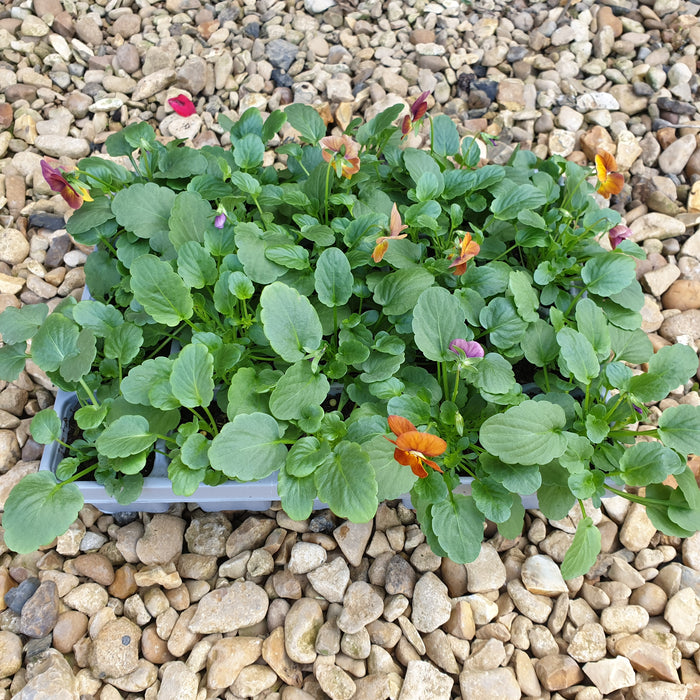 Viola Mixed Colour 20 Plant Pack - Plants2Gardens