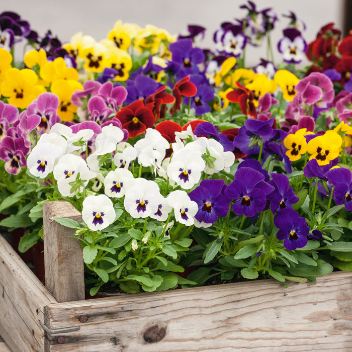 Viola Mixed Colour 20 Plant Pack - Plants2Gardens