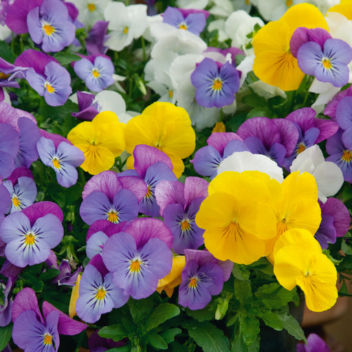 Viola Mixed Colour 20 Plant Pack - Plants2Gardens