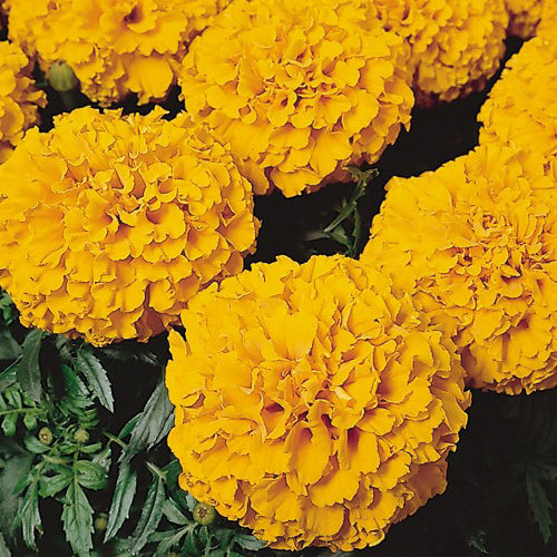 African Marigold Discovery Mix 20 Plant Pack - Despatch From WC 10th May - Plants2Gardens