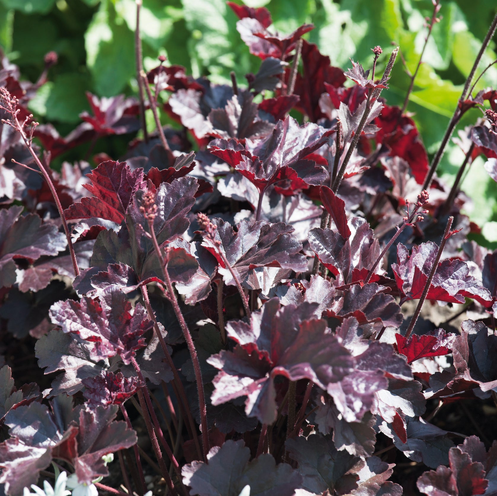 Heuchera Obsidian 2 Litre Plants2Gardens Heuchera Obsidian 2 Litre Plants2Gardens