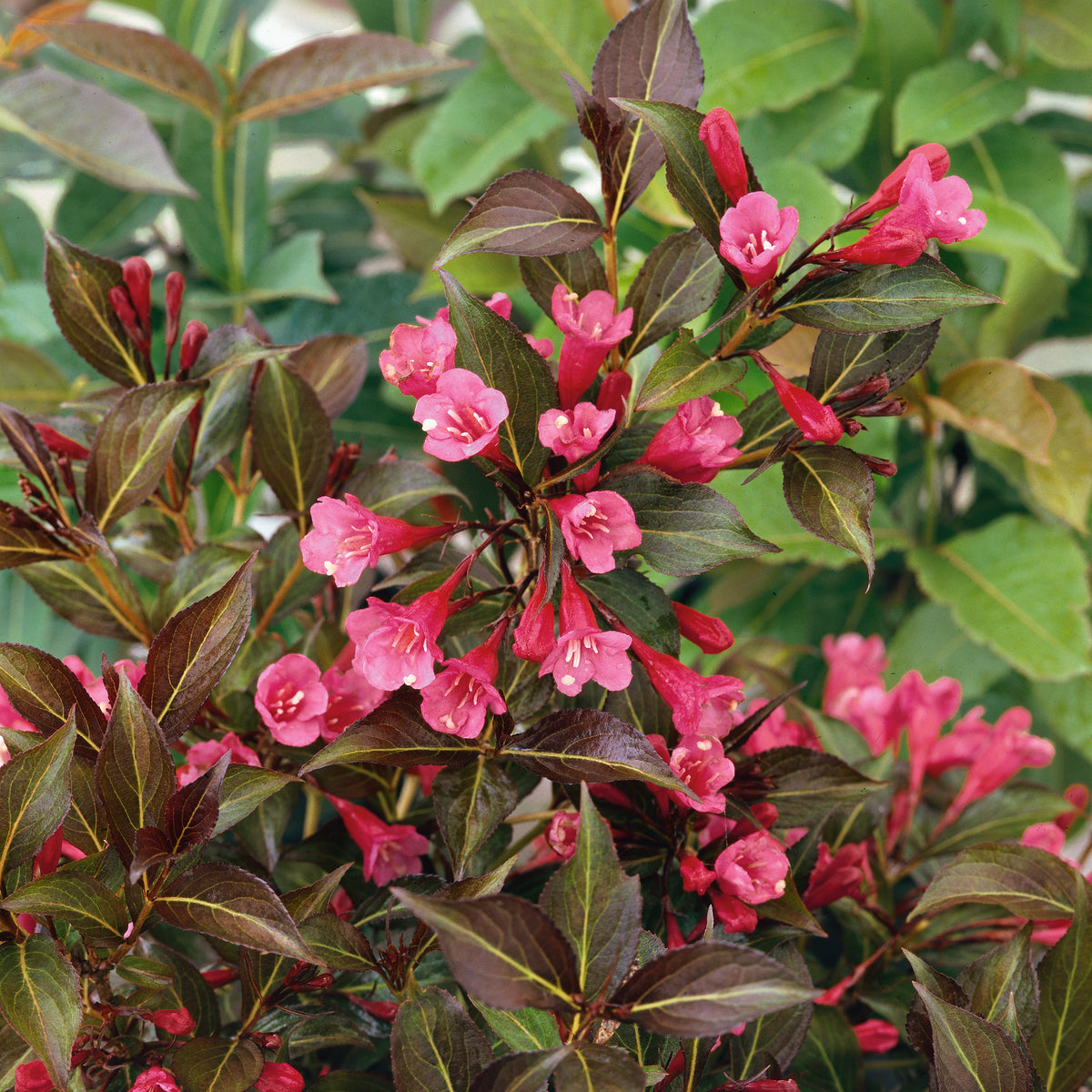 Weigela Wine and Roses