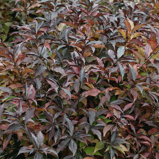 Weigela Wine and Roses - Plants2Gardens