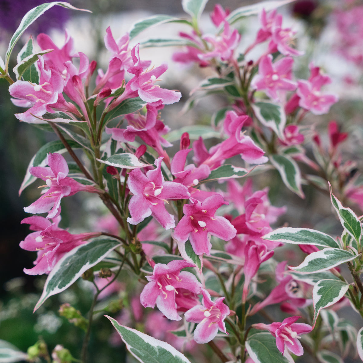 Weigela Florida Variegata (3 Litre) £24.00 By Plants2Gardens