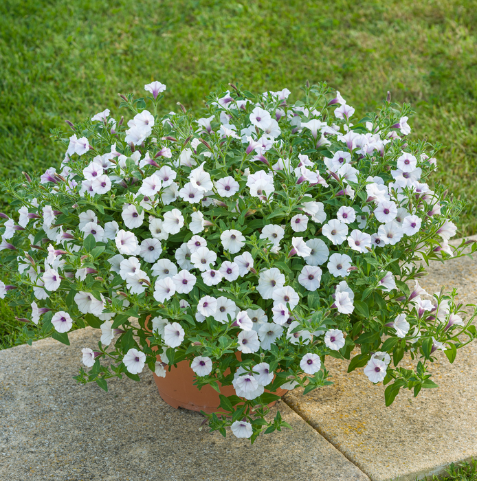 Petunia Bubbles Collection 6 x 4cm - Dispatches 27th May - Plants2Gardens