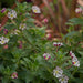 Zaluzianskya ovata Star Balsam - Despatch From WC 7th March - Plants2Gardens