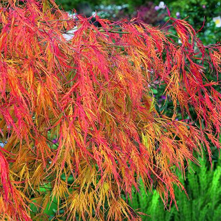 Acer Red Feathers - Plants2Gardens
