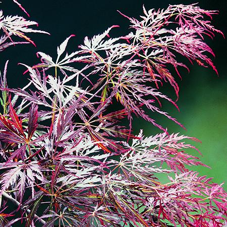 Acer Red Feathers - Plants2Gardens