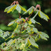 Acer Griseum - Plants2Gardens