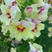 Antirrhinum Antirinova 6 Plant Collection - 1st June - Plants2Gardens