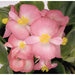 Begonia Bicolour 20 Plant Pack - Plants2Gardens