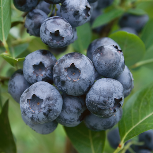 Blueberry Bluecrop - Plants2Gardens