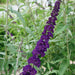 Buddleia Black Knight 3 Ltr - Plants2Gardens