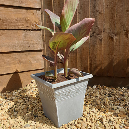 Canna and Square planter - Plants2Gardens