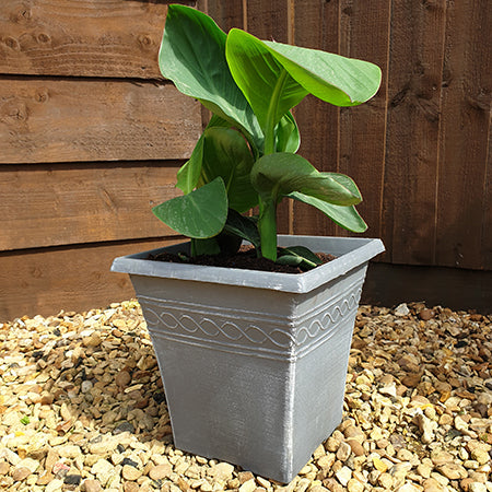 Canna and Square planter - Plants2Gardens