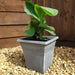 Canna and Square planter - Plants2Gardens