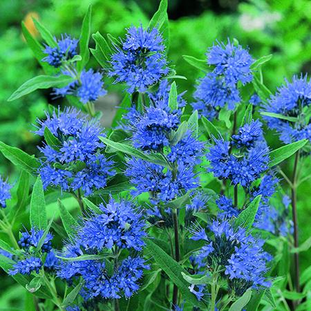 Caryopteris Kew Blue 3 litre - Plants2Gardens