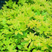 Choisya ternata Sundance - Plants2Gardens