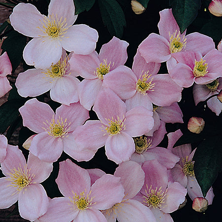 Clematis Montana Elizabeth - Plants2Gardens