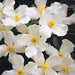 Clematis Montana Grandiflora - Plants2Gardens