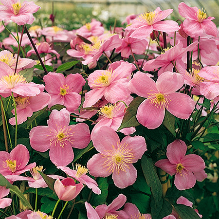 Clematis Montana Mayleen - Plants2Gardens