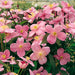 Clematis Montana Mayleen - Plants2Gardens