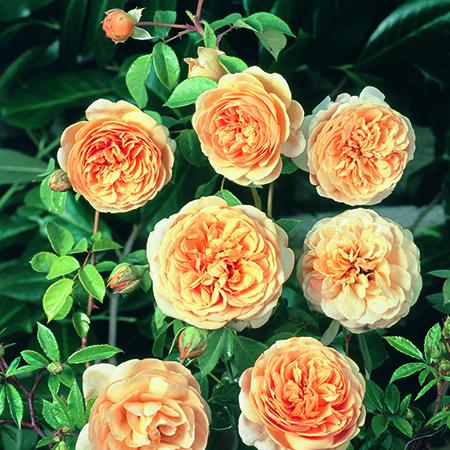 Climbing Rose Pair - Plants2Gardens