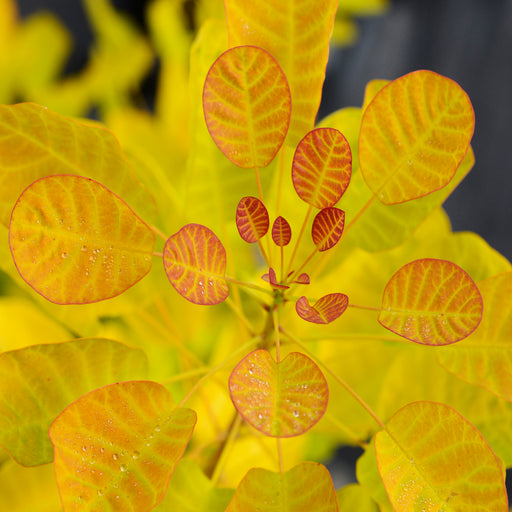 Cotinus Golden Lady 3 Ltr - Plants2Gardens