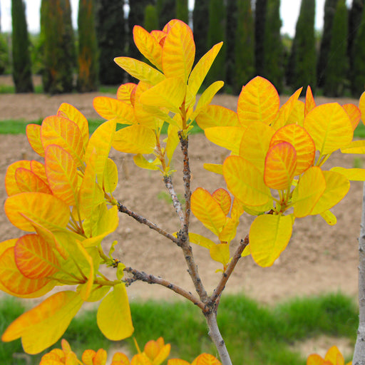 Cotinus Golden Lady 3 Ltr - Plants2Gardens