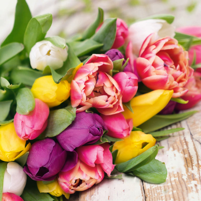 10 Mixed Tulips - Plants2Gardens
