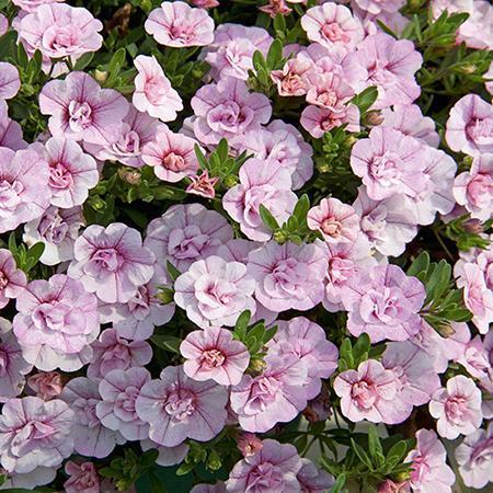 Double Calibrachoa 12 Plant Collection From 18th May - Plants2Gardens