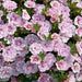 Double Calibrachoa 12 Plant Collection From 18th May - Plants2Gardens